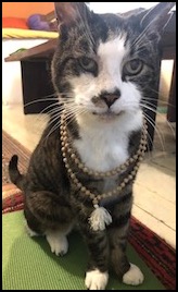 Brown tabby cat with prayer beads